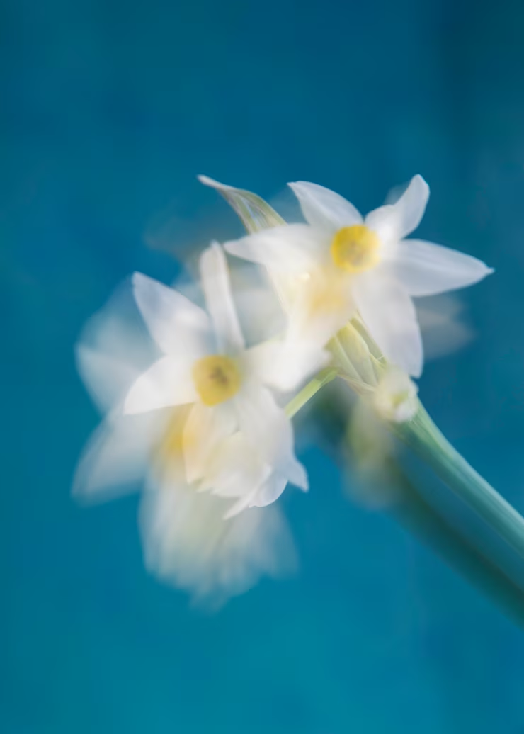 zaljuben-vo-svojot-odraz-legendata-za-narcis
