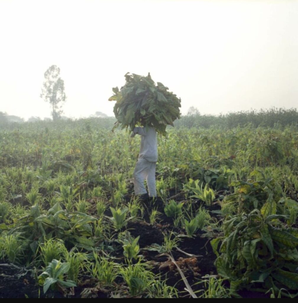 Најбруталните казни за пушачите низ светската историја